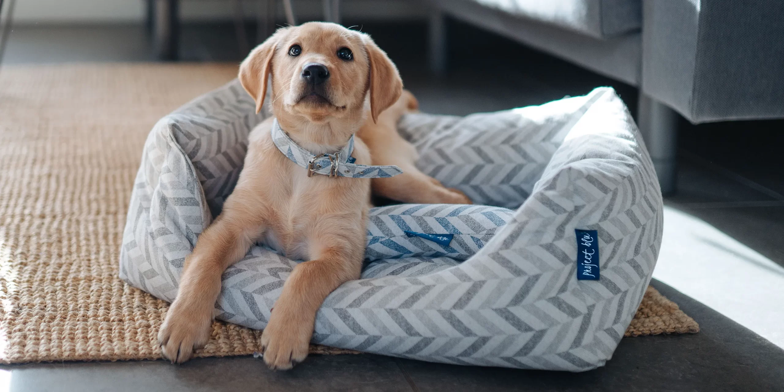 Vegan pet accessories